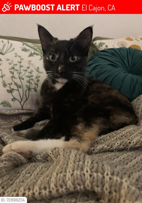 Lost Female Cat last seen Gustavo, El Cajon, CA 92019