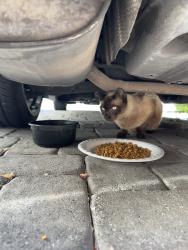 Found/Stray Unknown Cat last seen Camino and Ann , North Las Vegas, NV 89031