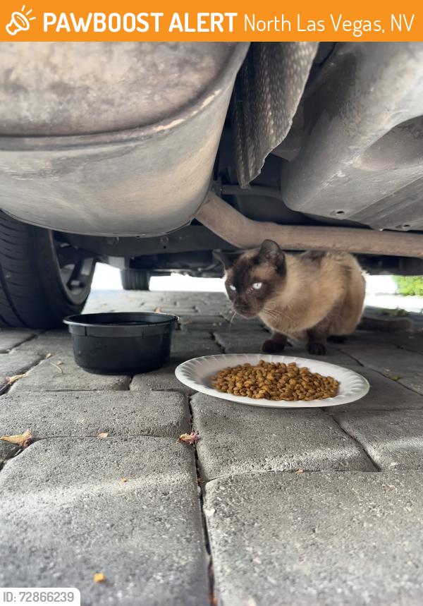Found/Stray Unknown Cat last seen Camino and Ann , North Las Vegas, NV 89031