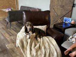 Lost Male Dog last seen McCormick Woods Dr and McCormick Rd, Jacksonville, FL 32225