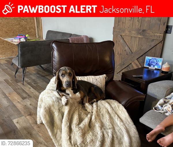 Lost Male Dog last seen McCormick Woods Dr and McCormick Rd, Jacksonville, FL 32225