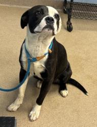 Shelter Stray Female Dog last seen Near Creekwood Ter, Decatur, GA 30030, 30030, GA, Atlanta, GA 30341