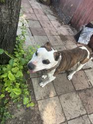 Found/Stray Male Dog last seen Whistler, Fort Worth, TX 76133