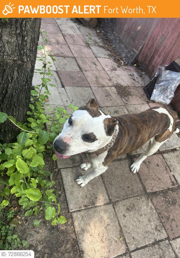 Found/Stray Male Dog last seen Whistler, Fort Worth, TX 76133