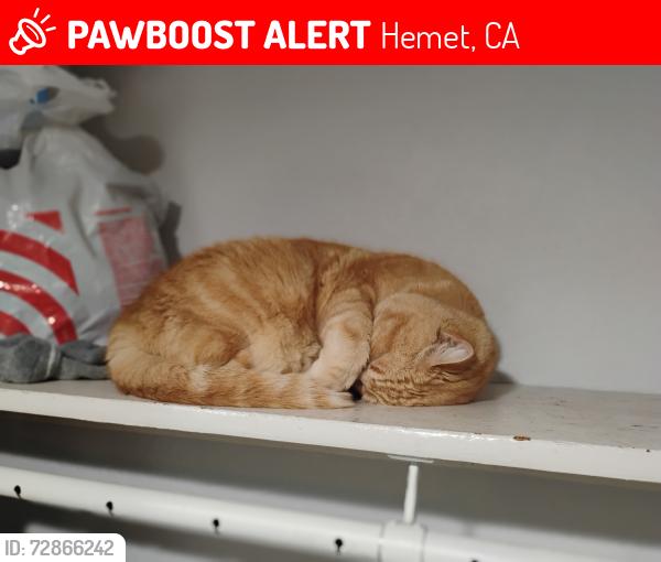Lost Female Cat last seen Ramona Motel. 1120 E Florida Ave, Hemet CA 92543, Hemet, CA 92543