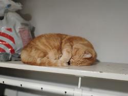 Lost Female Cat last seen Ramona Motel. 1120 E Florida Ave, Hemet CA 92543, Hemet, CA 92543