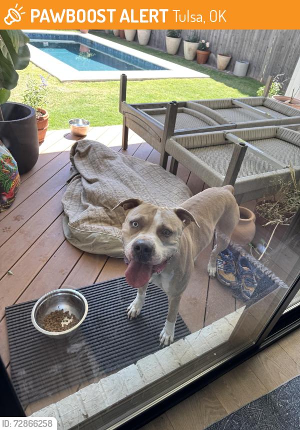 Found/Stray Male Dog last seen East of Harvard Ave, Tulsa, OK 74145