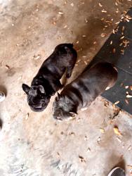 Reunited Male Dog last seen Fairview Dr and Meadowview, Corinth, TX 76210