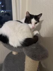 Reunited Male Cat last seen Hopkins , Central Point, OR 97502