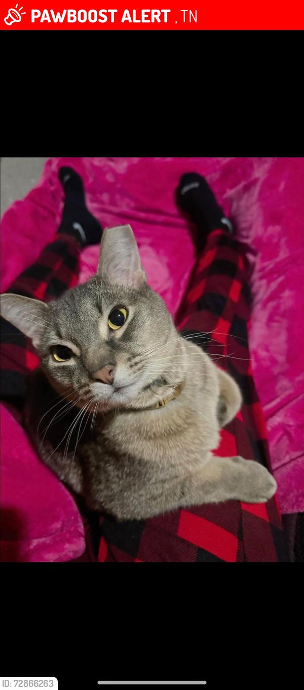 Lost Male Cat last seen Tennessee , Nashville, TN 37211