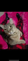 Lost Male Cat last seen Tennessee , Nashville, TN 37211