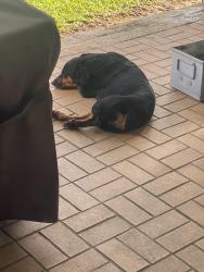 Found/Stray Female Dog last seen Cypress Rosehill and lake cypress hill dr, Cypress, TX 77429