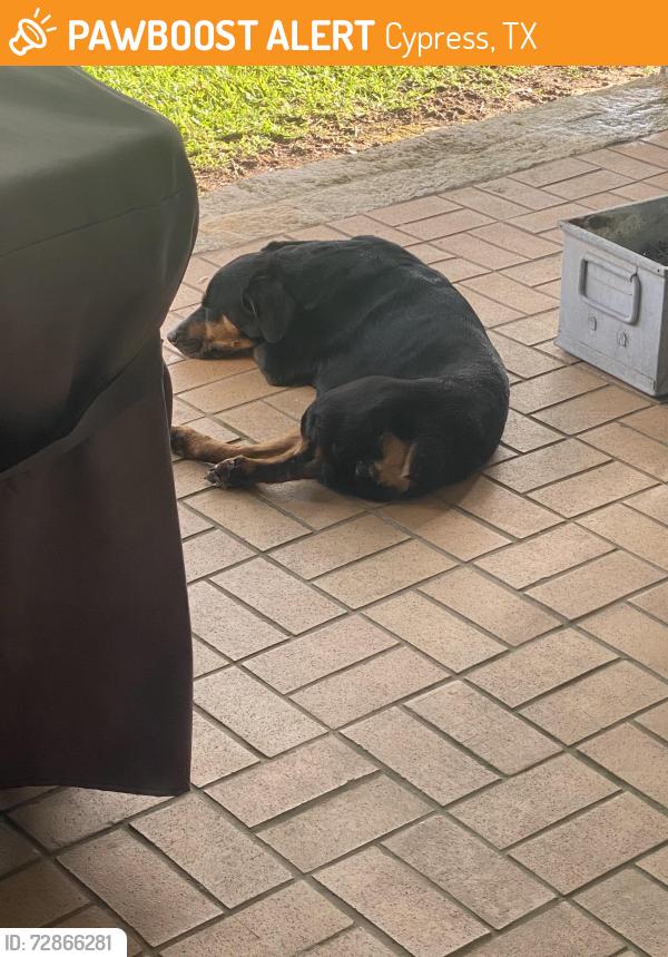 Found/Stray Female Dog last seen Cypress Rosehill and lake cypress hill dr, Cypress, TX 77429