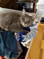Reunited Female Cat last seen Hopkins , Central Point, OR 97502