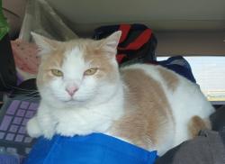Lost Female Cat last seen Edwards Farm Rd. and Cyber Avenue, Columbus, OH 43221