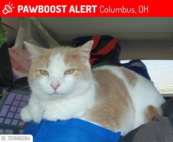 Lost Female Cat last seen Edwards Farm Rd. and Cyber Avenue, Columbus, OH 43221