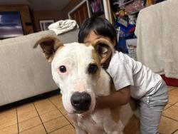 Lost Male Dog last seen Oak hill , Fort Worth, TX 76112