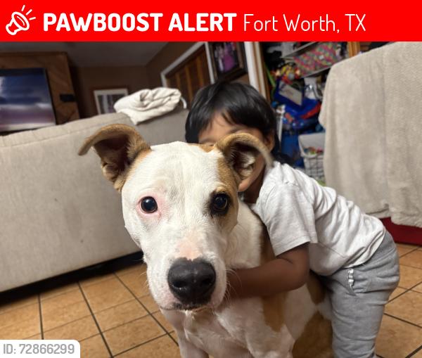 Lost Male Dog last seen Oak hill , Fort Worth, TX 76112