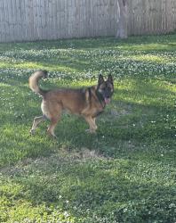 Lost Female Dog last seen Vatican Rd, Church Point, LA 70525