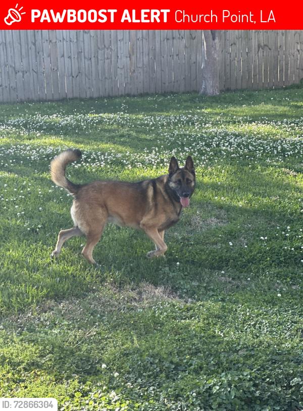 Lost Female Dog last seen Vatican Rd, Church Point, LA 70525