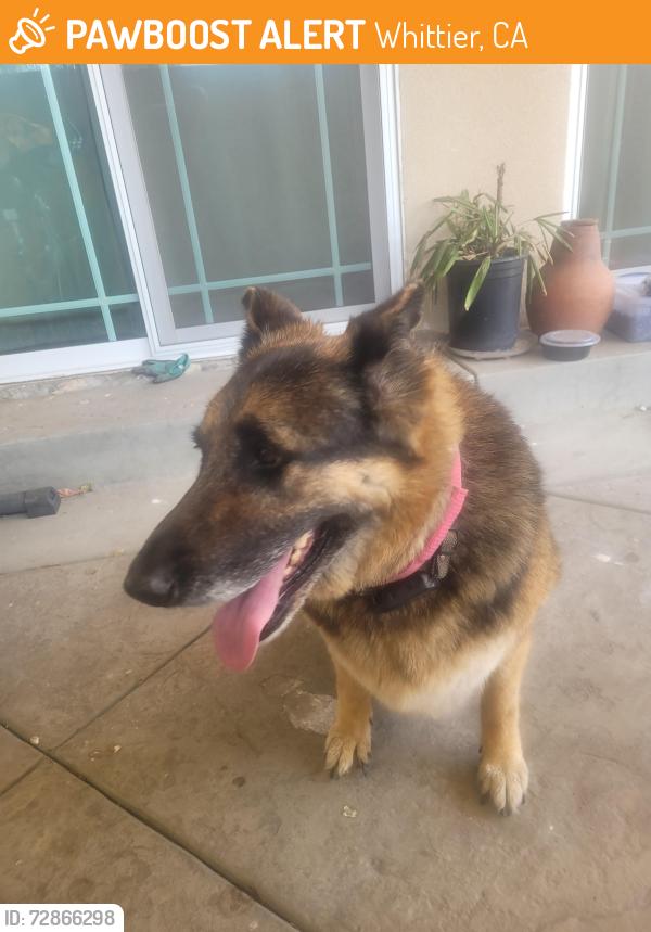 Found/Stray Female Dog last seen Near Terryknoll Dr, Whittier, CA 90604