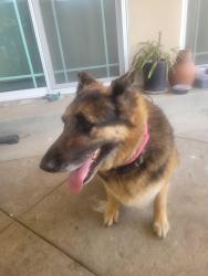 Found/Stray Female Dog last seen Near Terryknoll Dr, Whittier, CA 90604