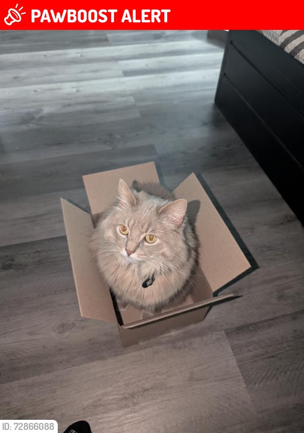 Lost Female Cat last seen Bagley and Engle Rd (Motel 6 Parking lot), Middleburg Heights, OH 44130
