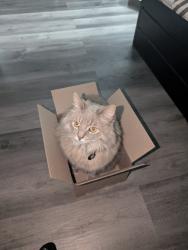 Lost Female Cat last seen Bagley and Engle Rd (Motel 6 Parking lot), Middleburg Heights, OH 44130