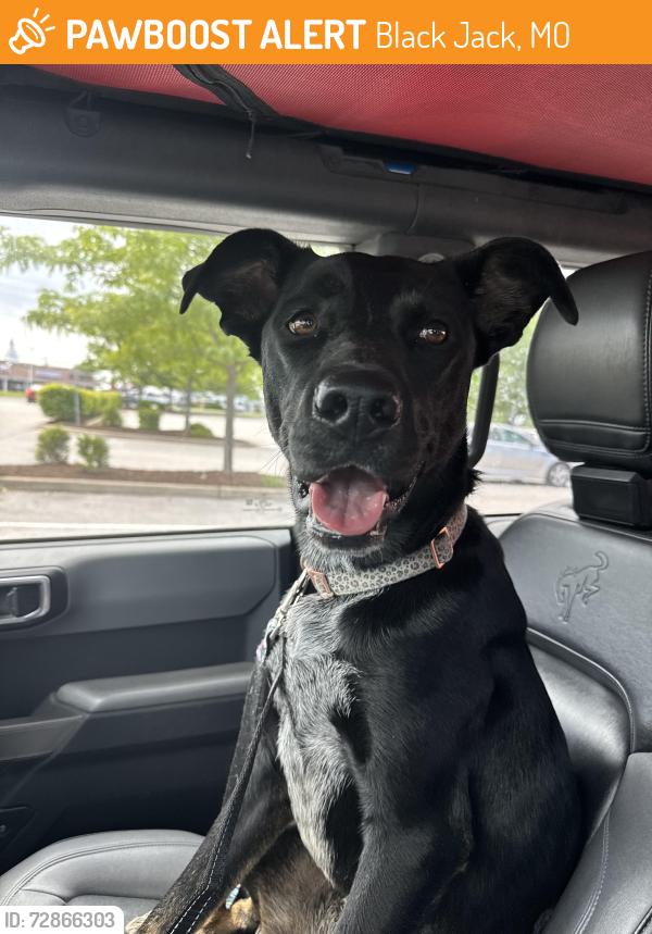 Found/Stray Female Dog last seen Delmar Gardens North, Black Jack, MO 63033