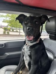 Found/Stray Female Dog last seen Delmar Gardens North, Black Jack, MO 63033