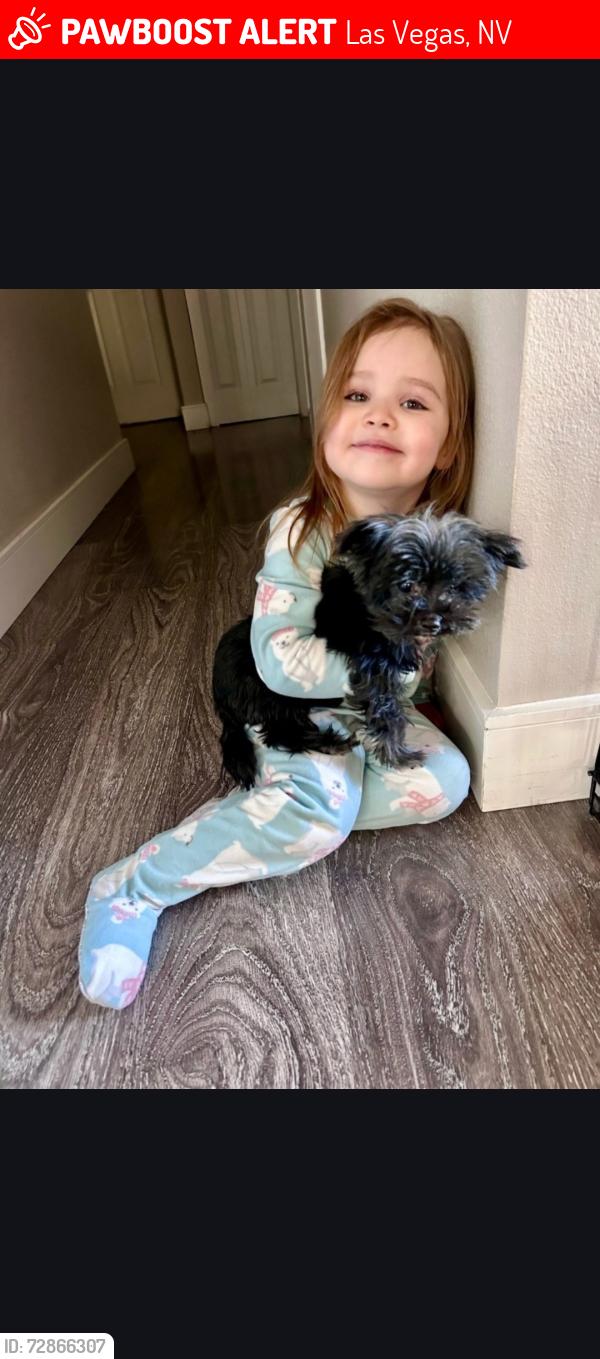 Lost Female Dog last seen Nellis and  harmon, Las Vegas, NV 89120