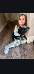 Lost Female Dog last seen Nellis and  harmon, Las Vegas, NV 89120