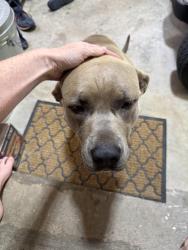 Found/Stray Female Dog last seen Palmetto and Briarwood, Tyrone, GA 30290