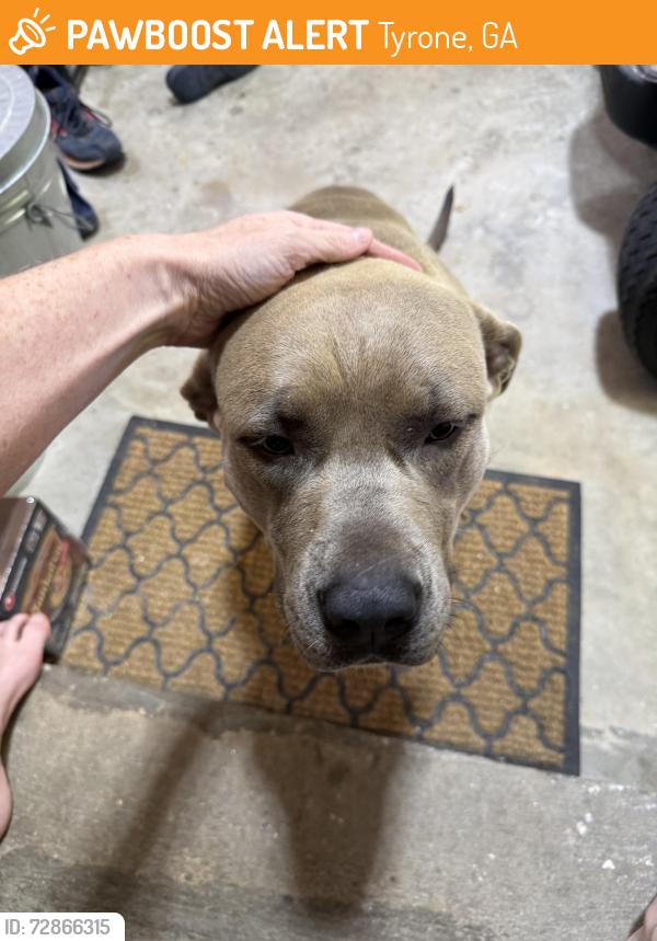 Found/Stray Female Dog last seen Palmetto and Briarwood, Tyrone, GA 30290
