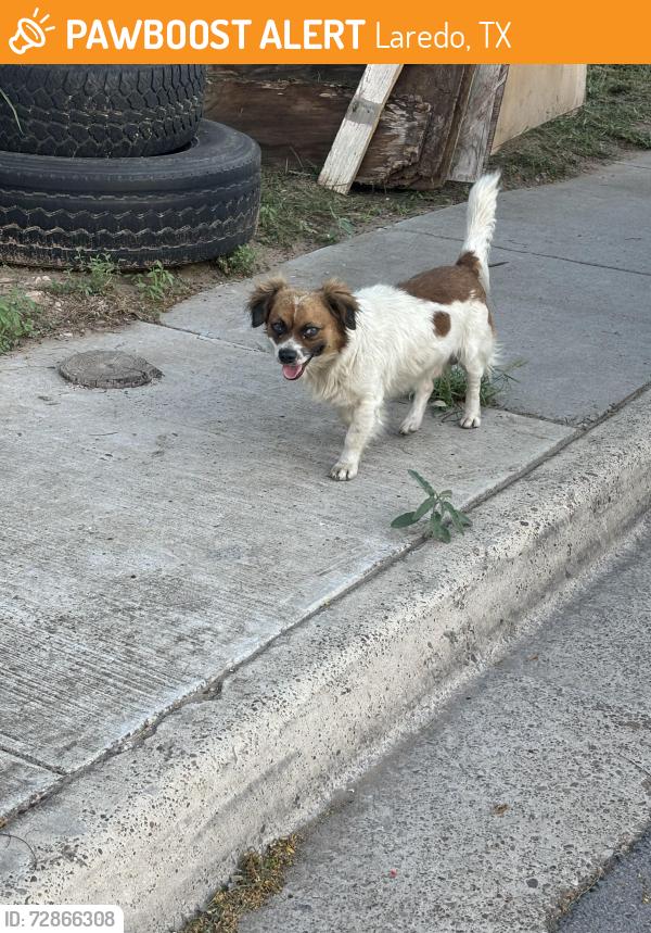 Found/Stray Unknown Dog last seen sanders, san pedro, and olive, Laredo, TX 78040