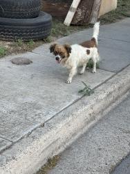 Found/Stray Unknown Dog last seen sanders, san pedro, and olive, Laredo, TX 78040