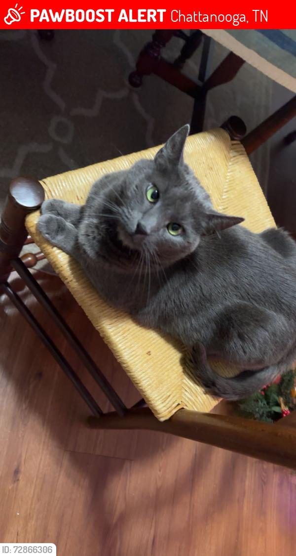 Lost Female Cat last seen Lancaster Avenue, Red Bank police, Red Bank City Hall , Chattanooga, TN 37415