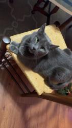 Lost Female Cat last seen Lancaster Avenue, Red Bank police, Red Bank City Hall , Chattanooga, TN 37415