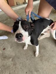 Found/Stray Female Dog last seen Near & Bogs, The Woodlands, TX 77375