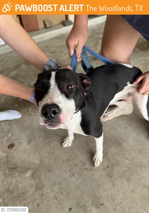 Found/Stray Female Dog last seen Near & Bogs, The Woodlands, TX 77375