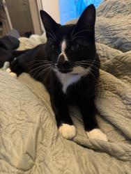 Lost Male Cat last seen Stmadoes Caravan Park , Saint Madoes, Scotland PH2 7TT