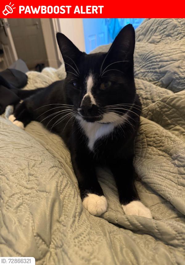 Lost Male Cat last seen Stmadoes Caravan Park , Saint Madoes, Scotland PH2 7TT