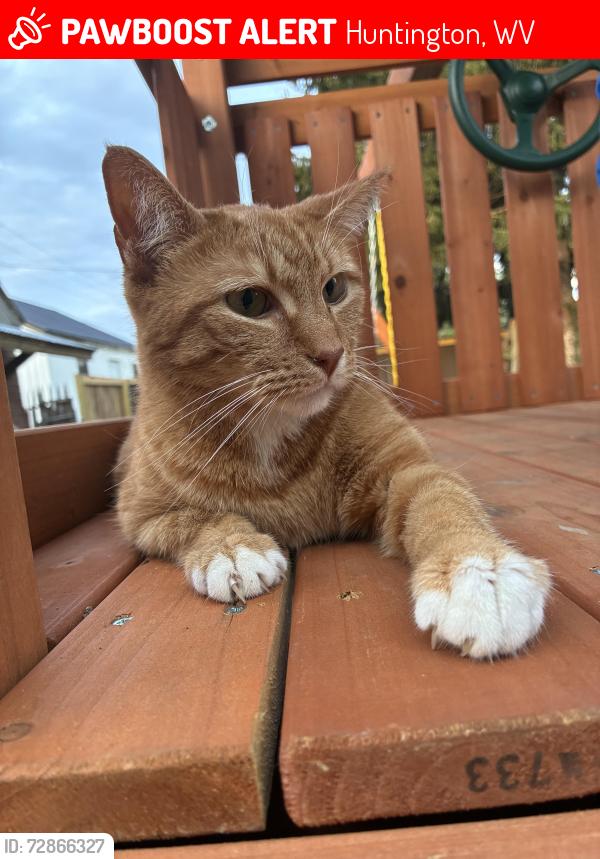 Lost Female Cat last seen Piedmont Pantry, Huntington, WV 25704