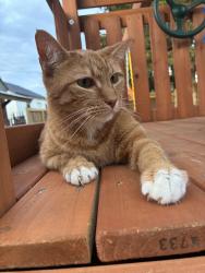 Lost Female Cat last seen Piedmont Pantry, Huntington, WV 25704