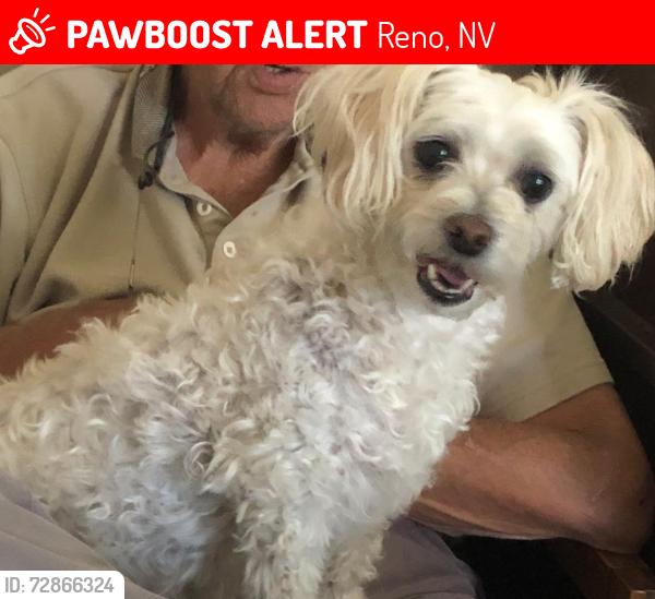Lost Female Dog last seen MInnetonka, Reno, NV 89521