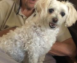 Lost Female Dog last seen MInnetonka, Reno, NV 89521