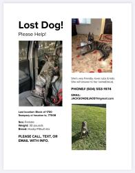 Lost Female Dog last seen W 18th st , Houston, TX 77008