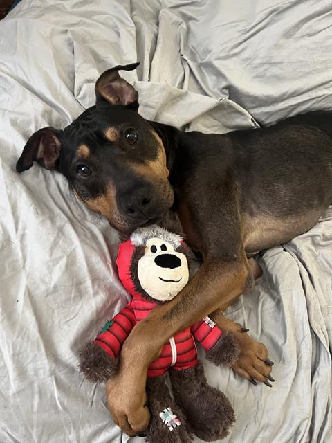Shelter Stray Male Dog last seen CHARLOTTE, Charlotte, NC 28217