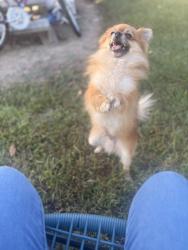 Lost Male Dog last seen Near old Homer alto rd Lufkin, Lufkin, TX 75901