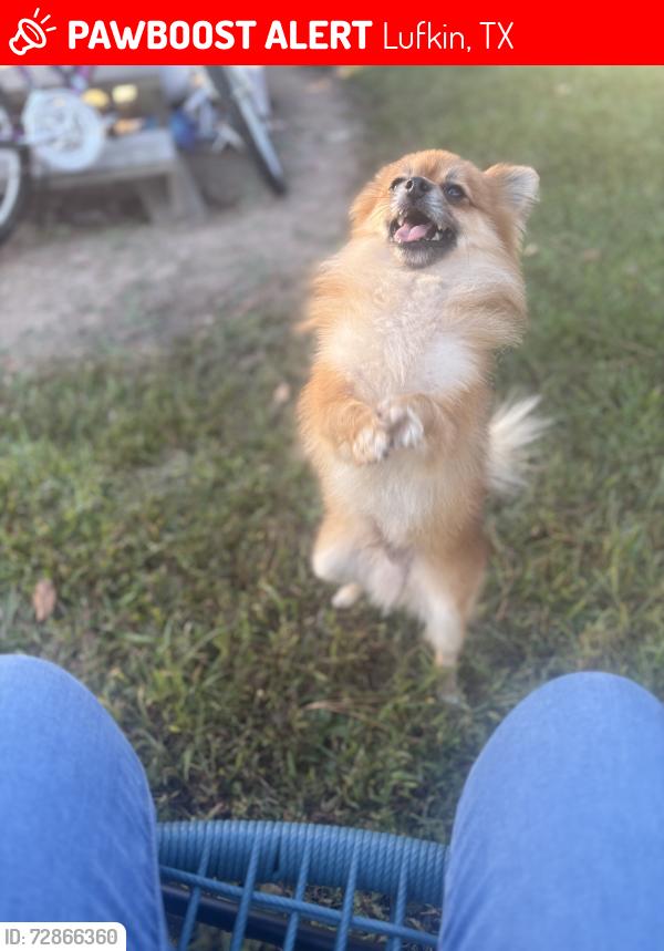 Lost Male Dog last seen Near old Homer alto rd Lufkin, Lufkin, TX 75901
